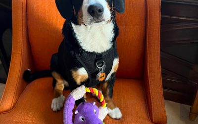 Jax’s Blog – My New Toy!