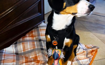 Jax’s Blog – Why Jax Loves Design?