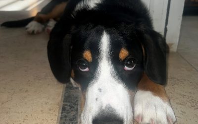 Jax’s Blog – Flooring from my perspective.