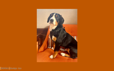 Jax’s Blog – Furniture: Is what’s good for you – good for me too?