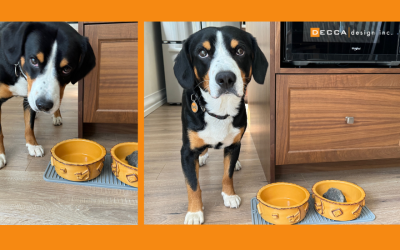 My Dinner Spot – Elevate Your Space: The Benefits of Elevated Dog Bowls