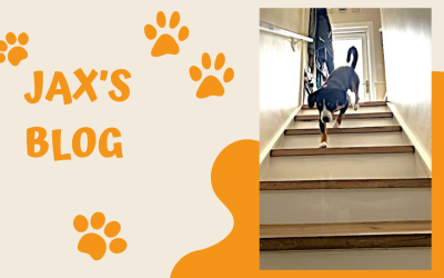 Jax’s Blog – Stairway to Heaven: Designing Pet-Friendly Staircases for Aging Dogs