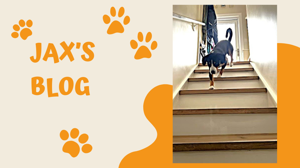 Jax’s Blog – Stairway to Heaven: Designing Pet-Friendly Staircases for Aging Dogs