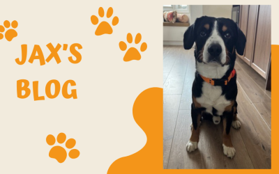 Jax’s Blog – Why Barkitecture is the Future of Pet-Friendly Design