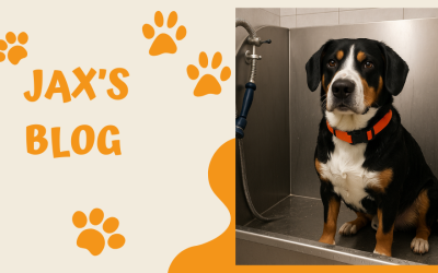 Jax’s Blog – The Magic of a Dog Wash Station in Your Mudroom