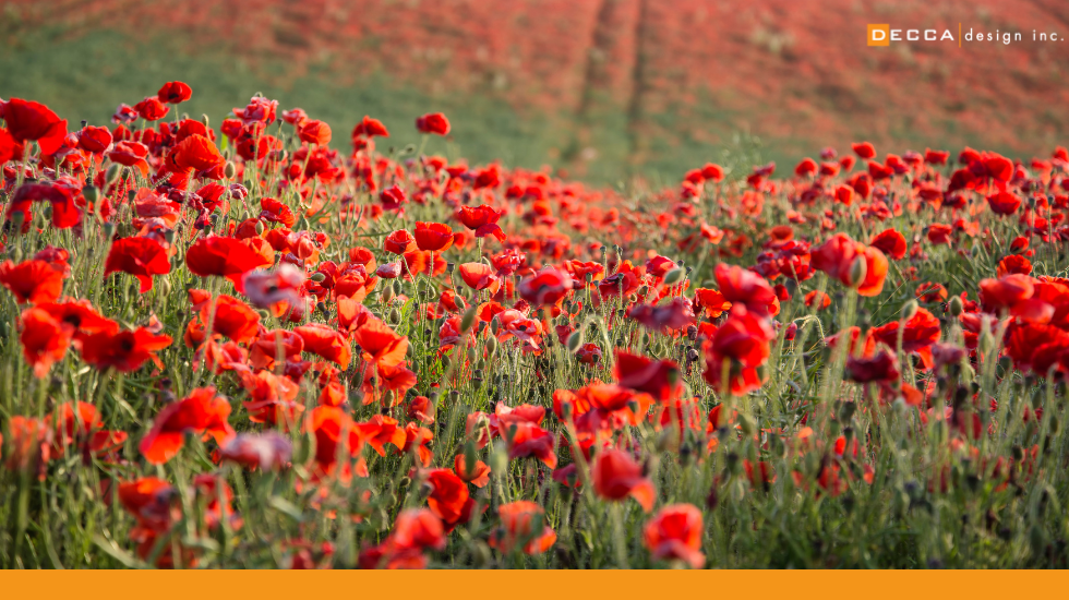 Honouring Remembrance Day